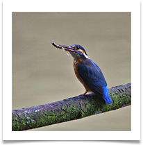 Kingfisher with Fish digital - Chris Beesley